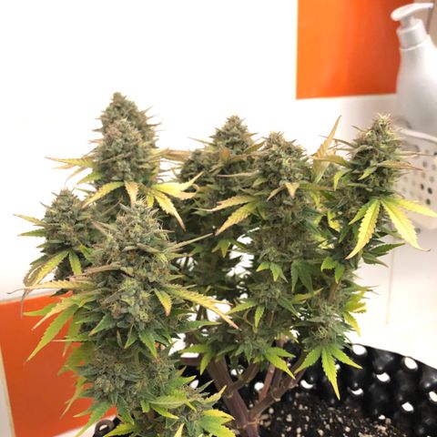 Orange sherbet  growlog timeline photo