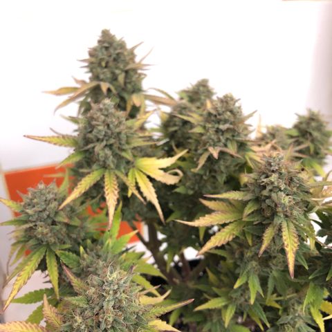 Orange sherbet  growlog timeline photo