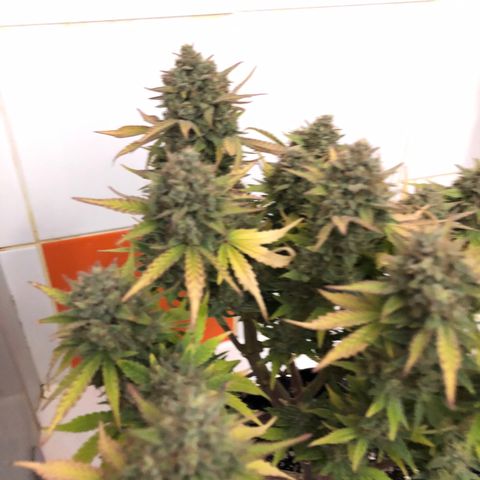 Orange sherbet  growlog timeline photo