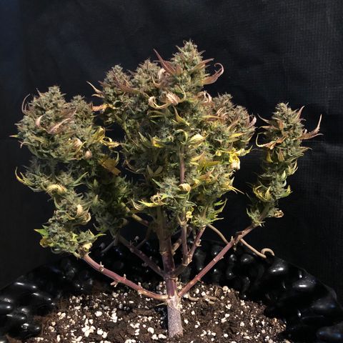 Orange sherbet  growlog timeline photo