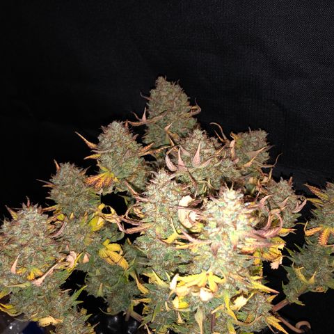 Orange sherbet  growlog timeline photo
