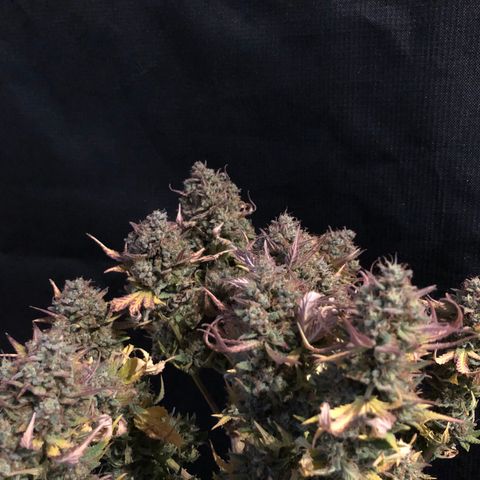 Orange sherbet  growlog timeline photo