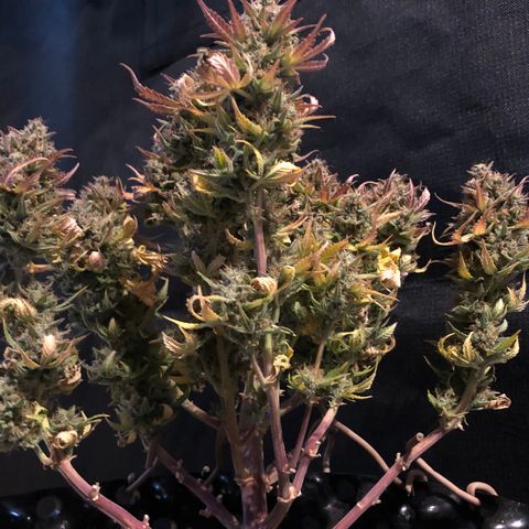 Orange sherbet  growlog timeline photo