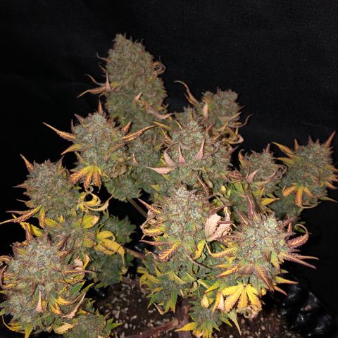 Orange sherbet  growlog timeline photo