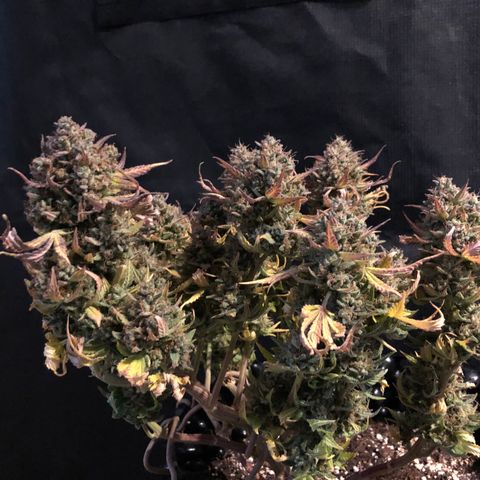 Orange sherbet  growlog timeline photo