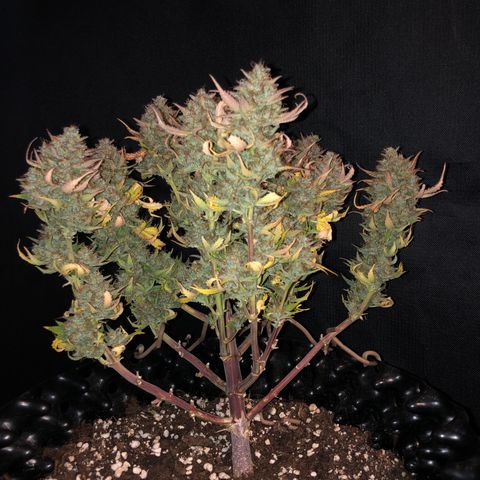 Orange sherbet  growlog timeline photo