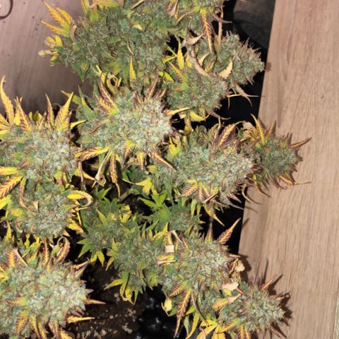 Orange sherbet  growlog timeline photo