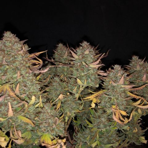 Orange sherbet  growlog timeline photo