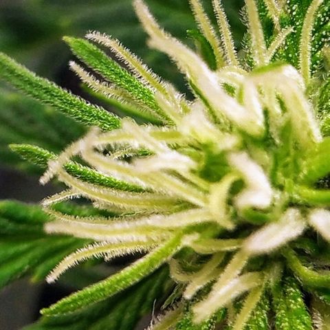 Bruce Banner growlog timeline photo