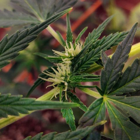 Bruce Banner growlog timeline photo