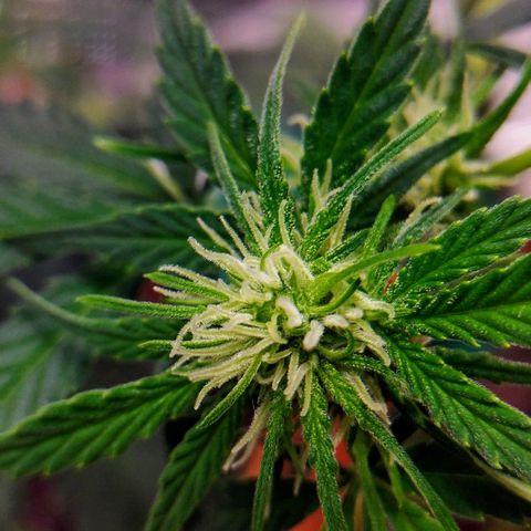 Bruce Banner growlog timeline photo
