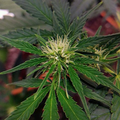 Bruce Banner growlog timeline photo