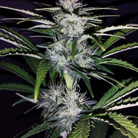 Bruce Banner growlog timeline photo