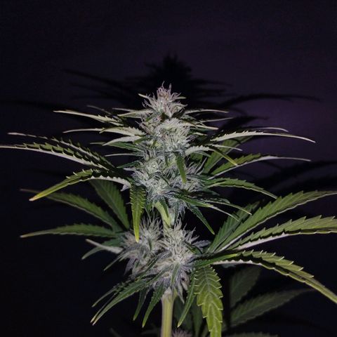 Bruce Banner growlog timeline photo