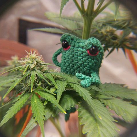 Bruce Banner growlog photo: Se comienzan a poner más gordos los cogollasos