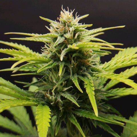 Bruce Banner growlog photo: Se comienzan a poner más gordos los cogollasos