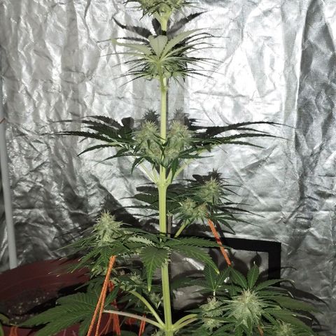 Bruce Banner growlog photo: Se comienzan a poner más gordos los cogollasos