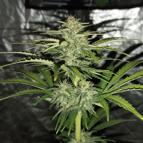 Bruce Banner growlog photo: Se comienzan a poner más gordos los cogollasos