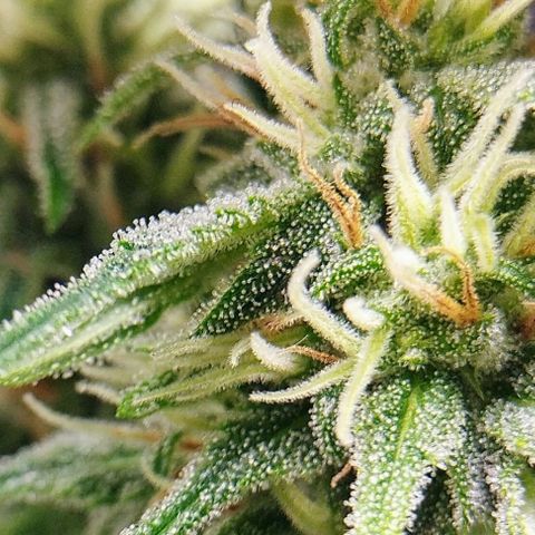 Bruce Banner growlog photo: Se comienzan a poner más gordos los cogollasos