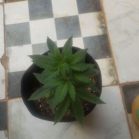 Super Skunk growlog photo: Antes de começar a regularização do ph 