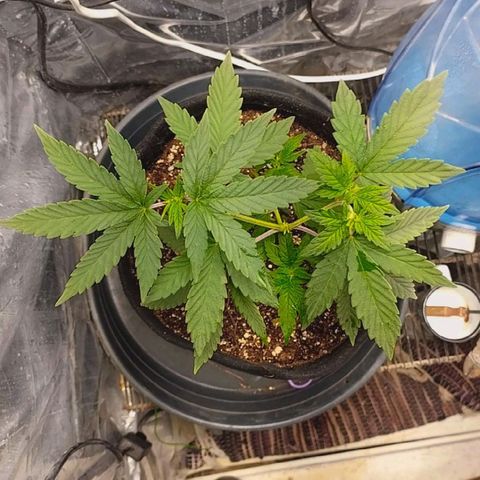 Super Skunk growlog timeline photo
