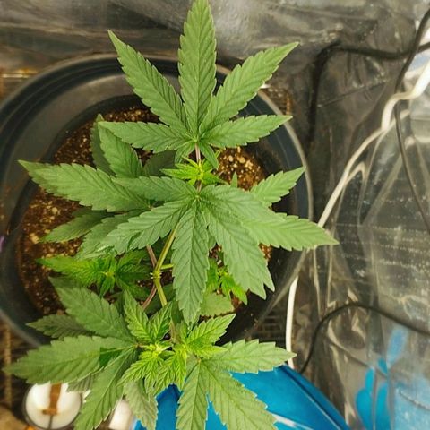 Super Skunk growlog timeline photo