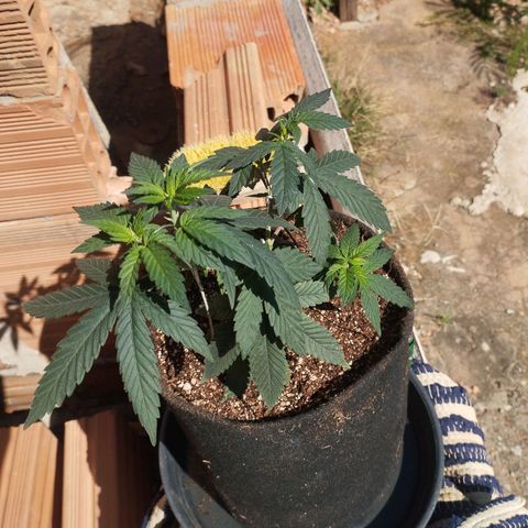 Super Skunk growlog photo: Banho de sol, 4 dias depois de deixar o vaso cair no chão 
