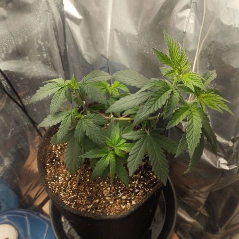Super Skunk growlog photo: Primeiro dia usando dimy 10-10-10