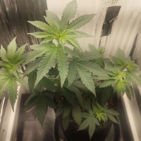 Super Skunk growlog timeline photo