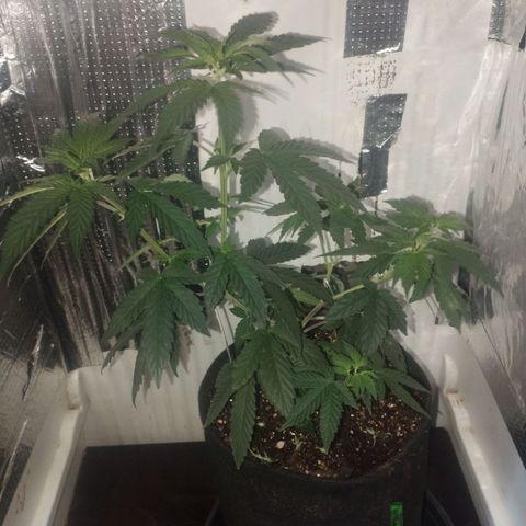 Super Skunk growlog photo: Rega com enraizador 