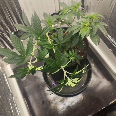 Super Skunk growlog timeline photo