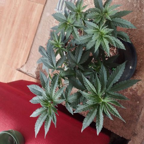 Super Skunk growlog timeline photo
