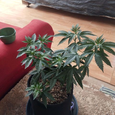 Super Skunk growlog timeline photo