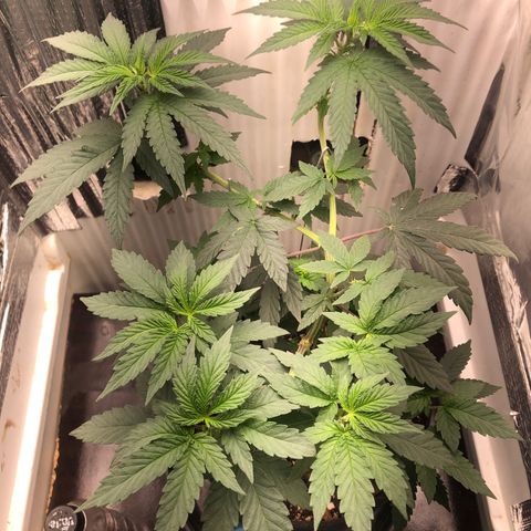 Super Skunk growlog timeline photo