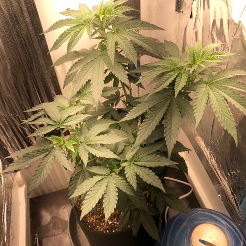Super Skunk growlog timeline photo