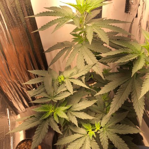 Super Skunk growlog timeline photo
