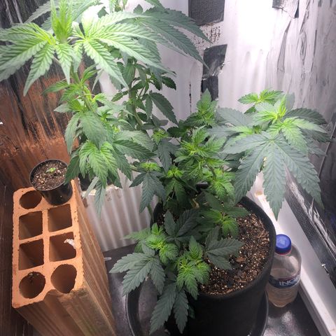 Super Skunk growlog timeline photo