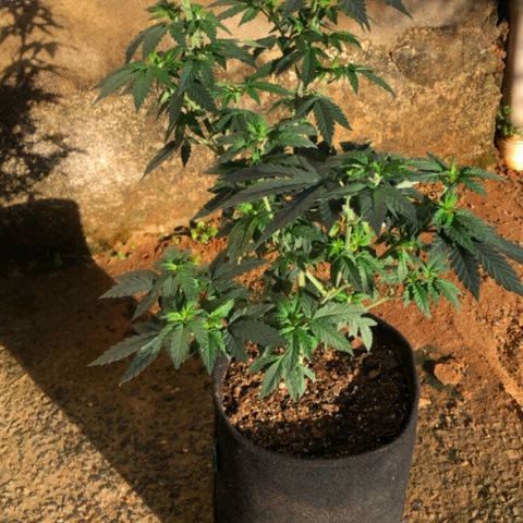 Super Skunk growlog timeline photo