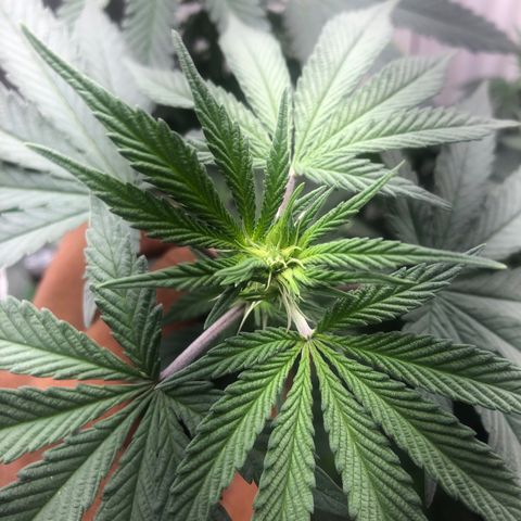 Super Skunk growlog timeline photo
