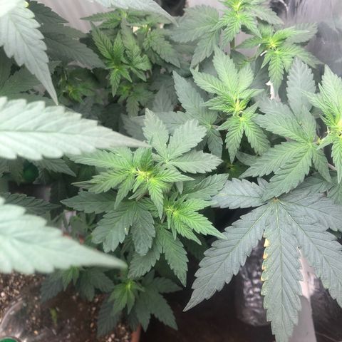 Super Skunk growlog timeline photo