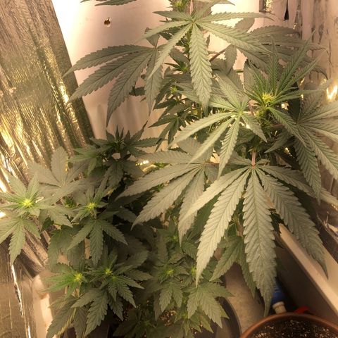 Super Skunk growlog timeline photo