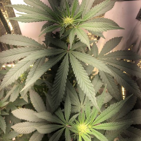 Super Skunk growlog timeline photo