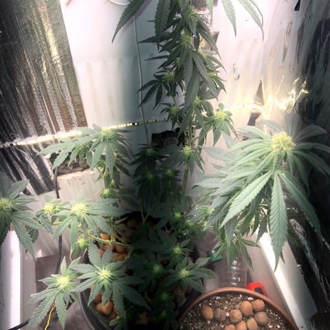 Super Skunk growlog timeline photo