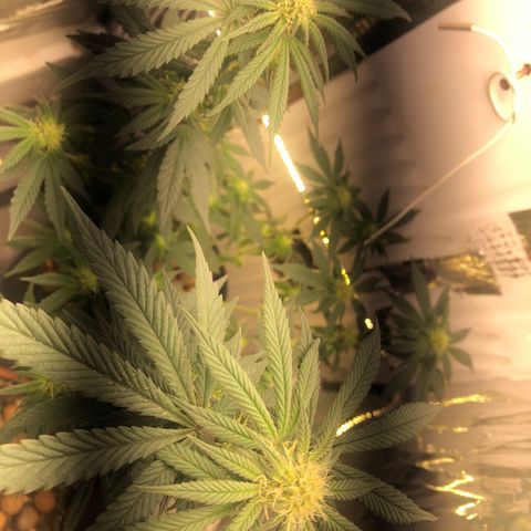 Super Skunk growlog timeline photo