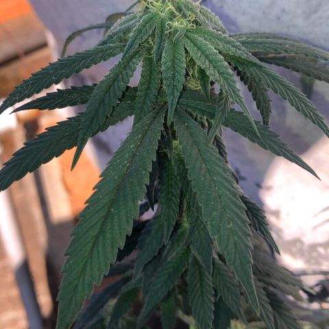 Super Skunk growlog timeline photo