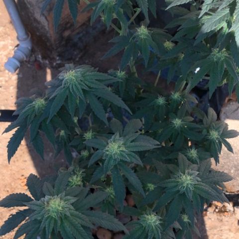 Super Skunk growlog timeline photo