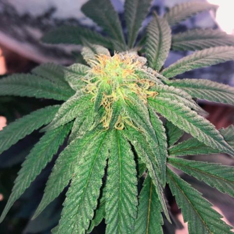 Super Skunk growlog timeline photo