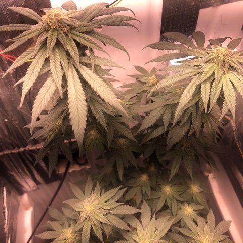 Super Skunk growlog timeline photo