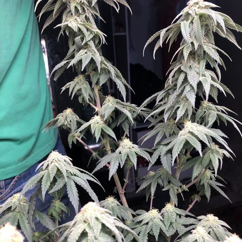 Super Skunk growlog timeline photo