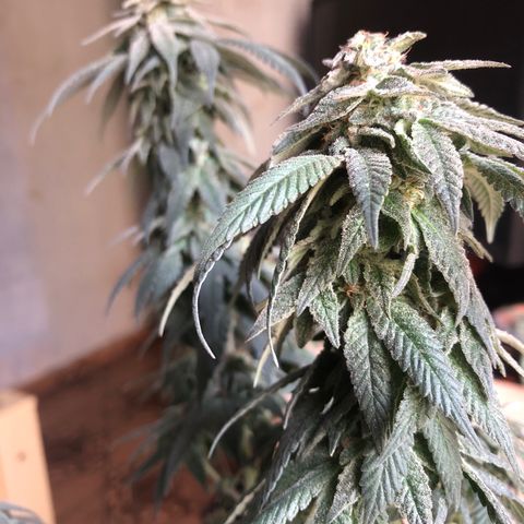 Super Skunk growlog timeline photo